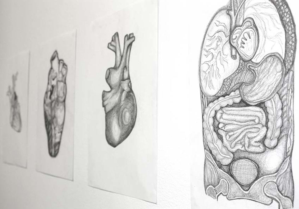 Art, graphite drawings of human hearts by Maya Walker